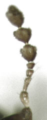 Octotemnus dilutipes