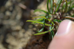 Oxalis polyphylla polyphylla