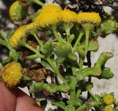 Oncosiphon sabulosus