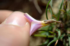 Oxalis polyphylla polyphylla