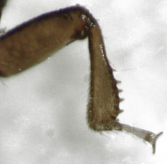 Octotemnus dilutipes