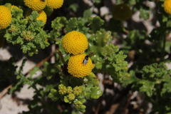 Oncosiphon sabulosus