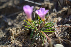 Oxalis polyphylla polyphylla