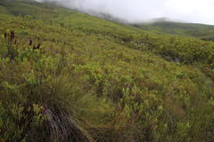 Erica hispidula hispidula
