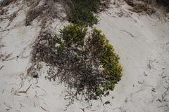 Oncosiphon sabulosus