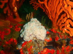 Eunephthya thyrsoidea