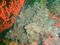 Eunephthya thyrsoidea