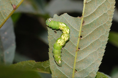 Sphragifera sigillata