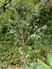 Syzygium zeylanicum