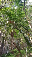 Hicksbeachia pinnatifolia