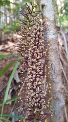 Hicksbeachia pinnatifolia