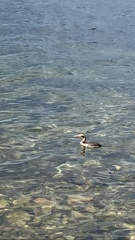 Podiceps cristatus