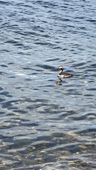 Podiceps cristatus