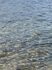 Podiceps cristatus