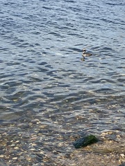 Podiceps cristatus