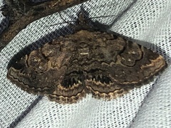 Toxonprucha repentis