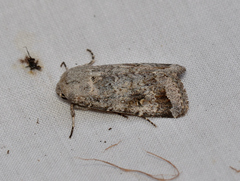 Proteuxoa amaurodes