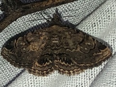 Toxonprucha repentis