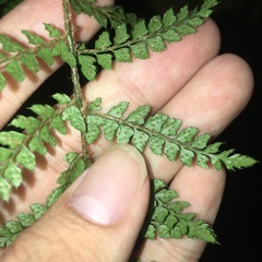 Polystichum biaristatum