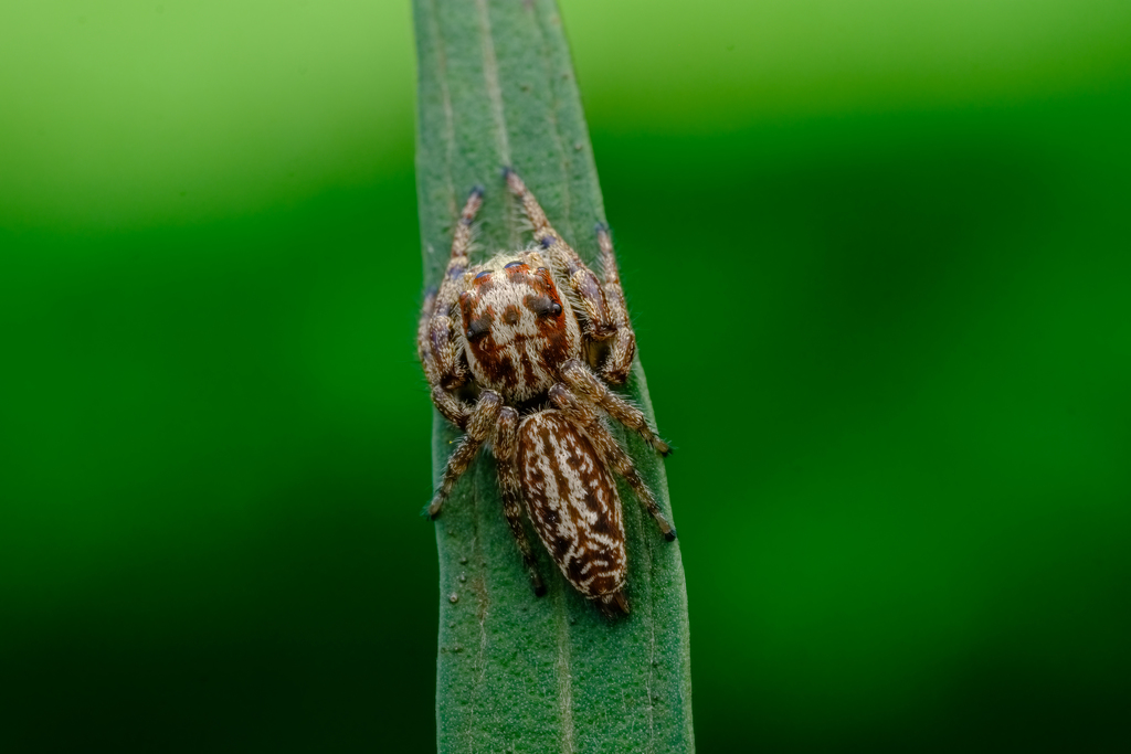 Opisthoncus serratofasciatus