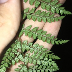 Polystichum biaristatum