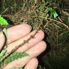 Polystichum biaristatum