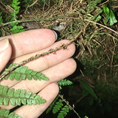 Polystichum biaristatum