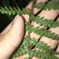 Polystichum biaristatum