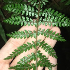 Polystichum biaristatum
