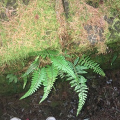 Polystichum biaristatum