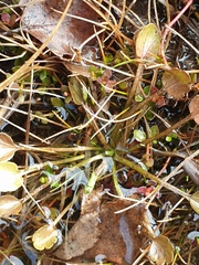 Ranunculus cheesemanii