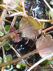 Ranunculus cheesemanii