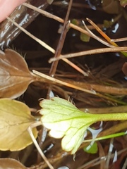 Ranunculus cheesemanii