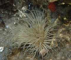 Sagartiogeton undatus