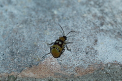 Paranapiacaba connexa