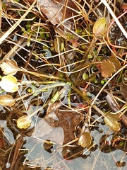 Ranunculus cheesemanii