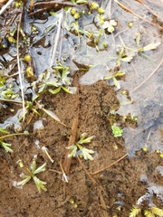 Ranunculus glabrifolius
