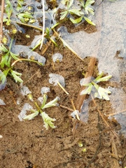 Ranunculus glabrifolius