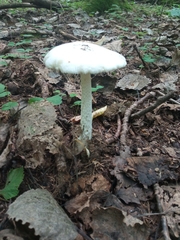 Amanita