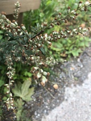 Artemisia vulgaris