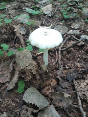 Amanita