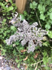 Echium vulgare