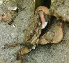 Hemigrapsus takanoi