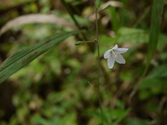 Hibiscus lobatus