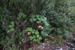Pelargonium papilionaceum
