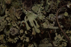 Cladonia cenotea