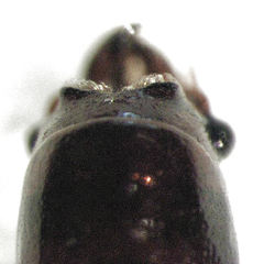 Octotemnus dilutipes