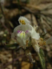 Galeopsis segetum