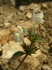 Galeopsis segetum