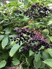 Sambucus nigra